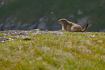 Image showing Marmot in it\'s hole