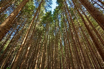 Image showing Forest of Pines