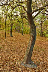 Image showing Autumn