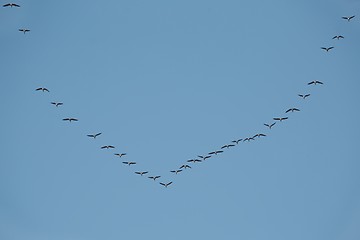 Image showing Geese Flying