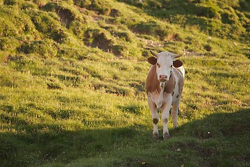 Image showing Cows grazing on the hillside