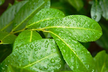 Image showing Leaves