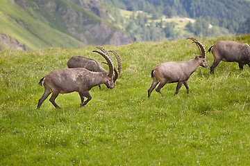 Image showing Alpine Ibex Grazing