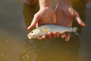 Image showing Small fish caught