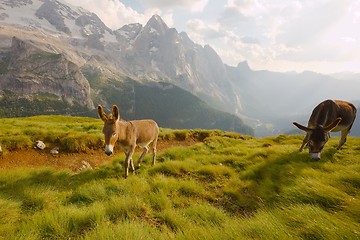 Image showing Grazing Donkey in the alp