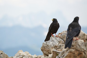 Image showing Crows on the Mountain