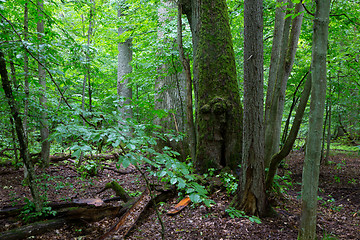 Image showing Primeval deciduous stand of natural stand in summertime