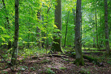 Image showing Primeval deciduous stand of natural stand in summertime