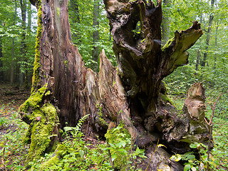 Image showing Old hornbeam tree stump from inside