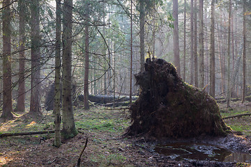 Image showing Old giant trees broken down in fall morning mist