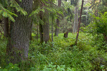 Image showing Summertime look of natural alder-carr stand