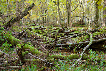 Image showing Deciduous stand of Bialowieza Forest in spring