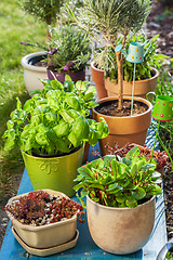 Image showing Flower pots