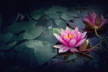 Image showing Pink Lotus in vintage style