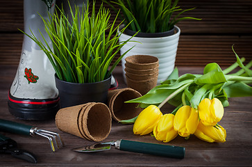 Image showing Gardening