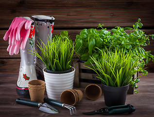 Image showing Gardening