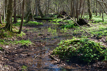 Image showing Small stream flowing across springtime deciduous stand