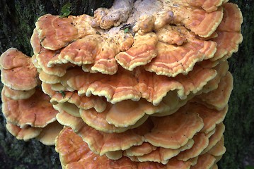 Image showing Sulphur Shelf(Laetiporus sulphureus) polypore fungs closeup