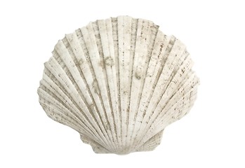 Image showing Scallop Shell Closeup