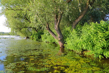 Image showing Water surface with plants