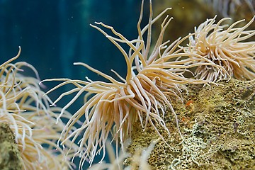 Image showing Sea anemone closeup