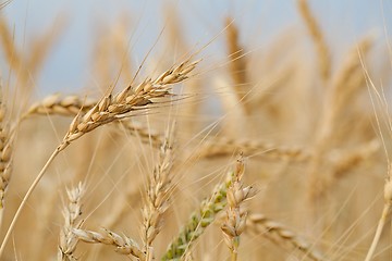 Image showing Wheat field detail