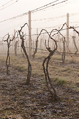 Image showing Vineyard in spring