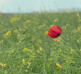 Image showing wild single poppy flower