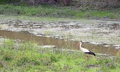 Image showing Stork in a field