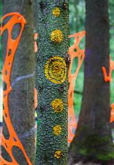 Image showing Psychedelic patterns and decorations on the trees in forest