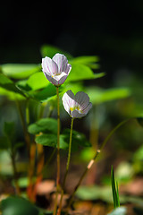 Image showing Oxalis flowers at dawn in the forest