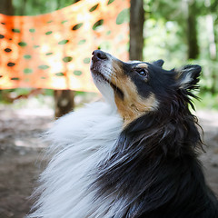 Image showing Sheltie dog closeup