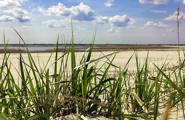 Image showing Green grass closeup on a sandy beach