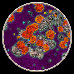 Image showing Bacteria under microscope - 3d illustration