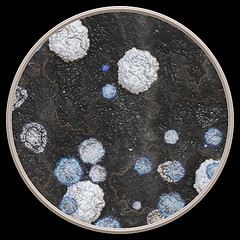 Image showing Bacteria under microscope - 3d illustration