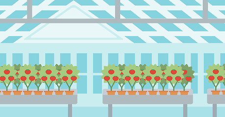 Image showing Background of tomatoes in the greenhouse.