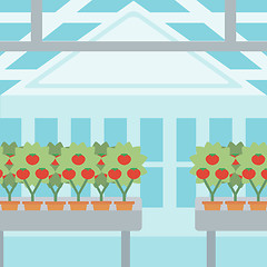 Image showing Background of tomatoes in the greenhouse.