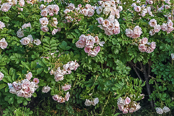 Image showing Wild rose flower.