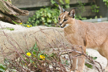 Image showing Lynx