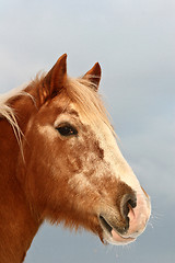 Image showing danish horses