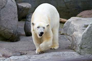 Image showing White bear