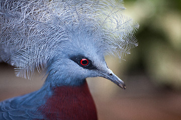 Image showing Victoria crowned pigeon