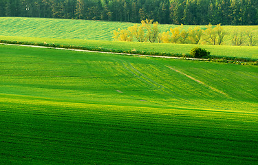 Image showing Beautiful green sping rural landscape