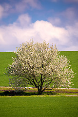 Image showing spring flowering tree in countryside