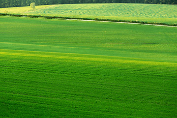 Image showing Beautiful green sping rural landscape