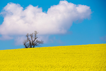 Image showing Beautiful summer rural landscape