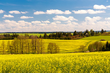 Image showing Beautiful summer rural landscape