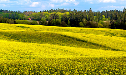 Image showing Beautiful summer rural landscape