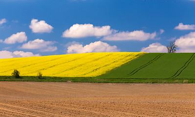 Image showing Beautiful summer rural landscape