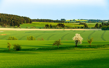 Image showing Beautiful green sping rural landscape